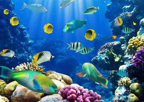 鱼肽诱食剂—水产用